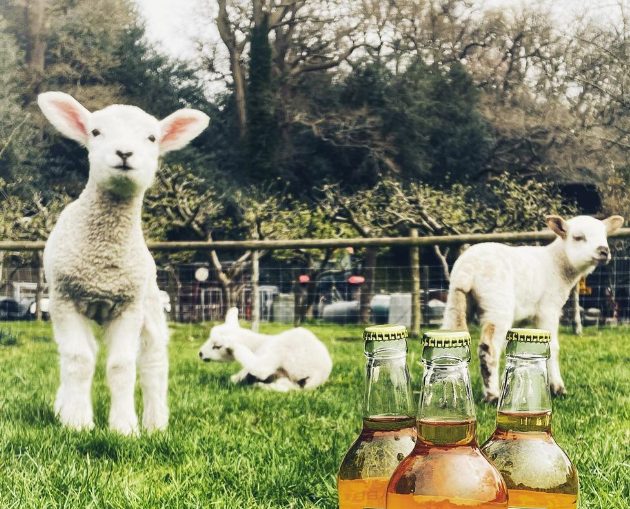 Two lambs in the orchard behind three bottles of cider