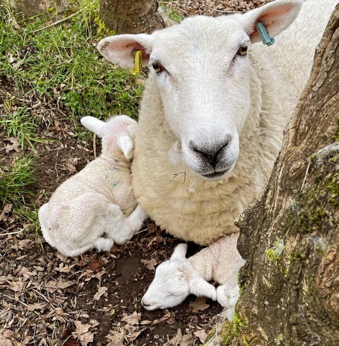 A ewe resting against a tree trunk with her two newborn lambs